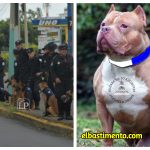 Nicarao, el perro azul y blanco que atemoriza a los perros de la guardia sandinista